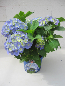Hydrangea macrophylla Bela ® Blue 3